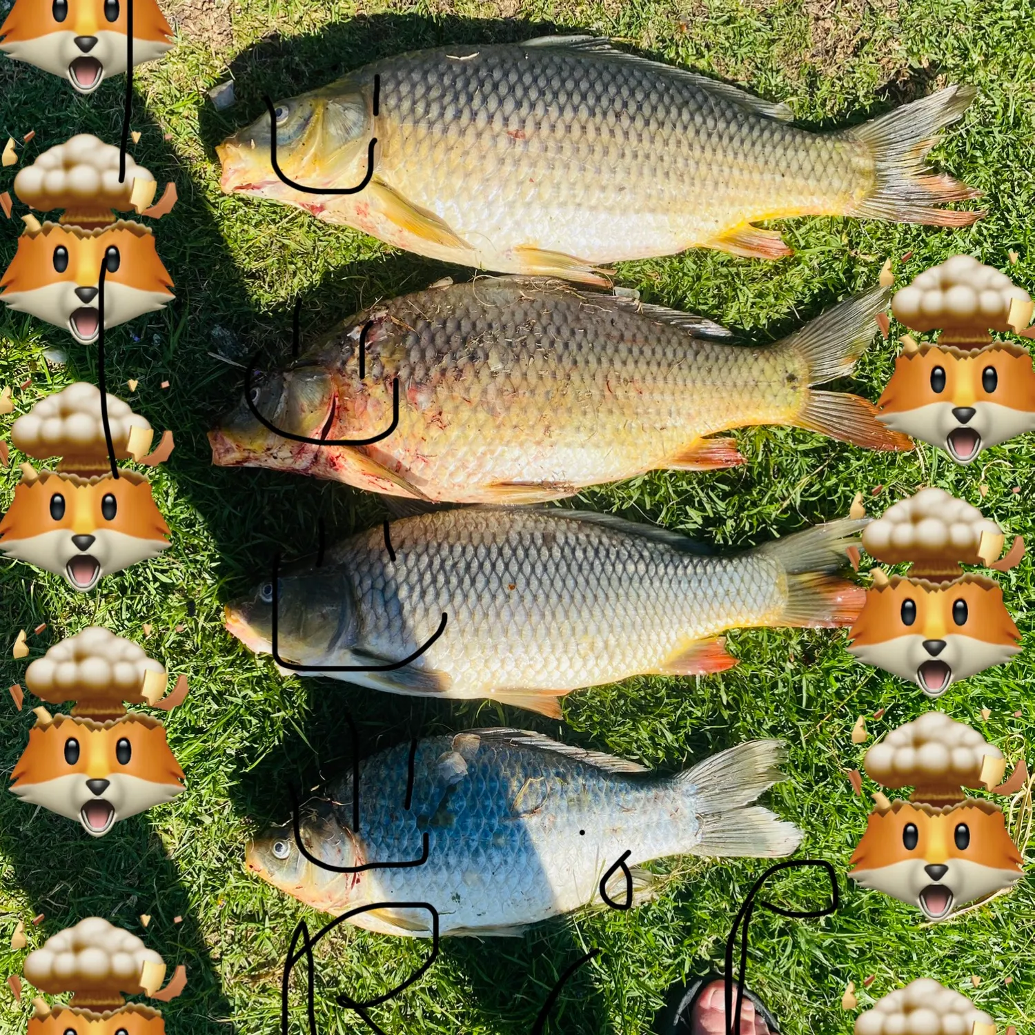 Fish caught on Fishbrain