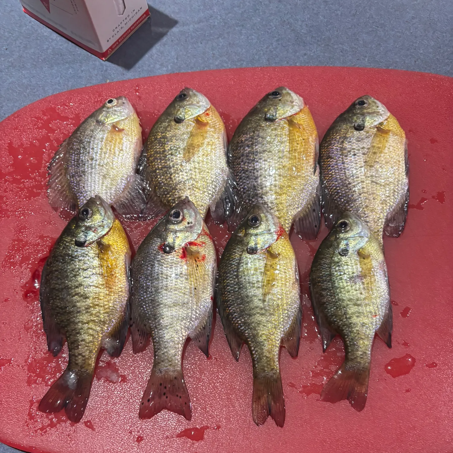 recently logged catches