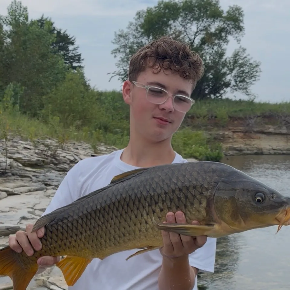 Common carp caught on Fishbrain