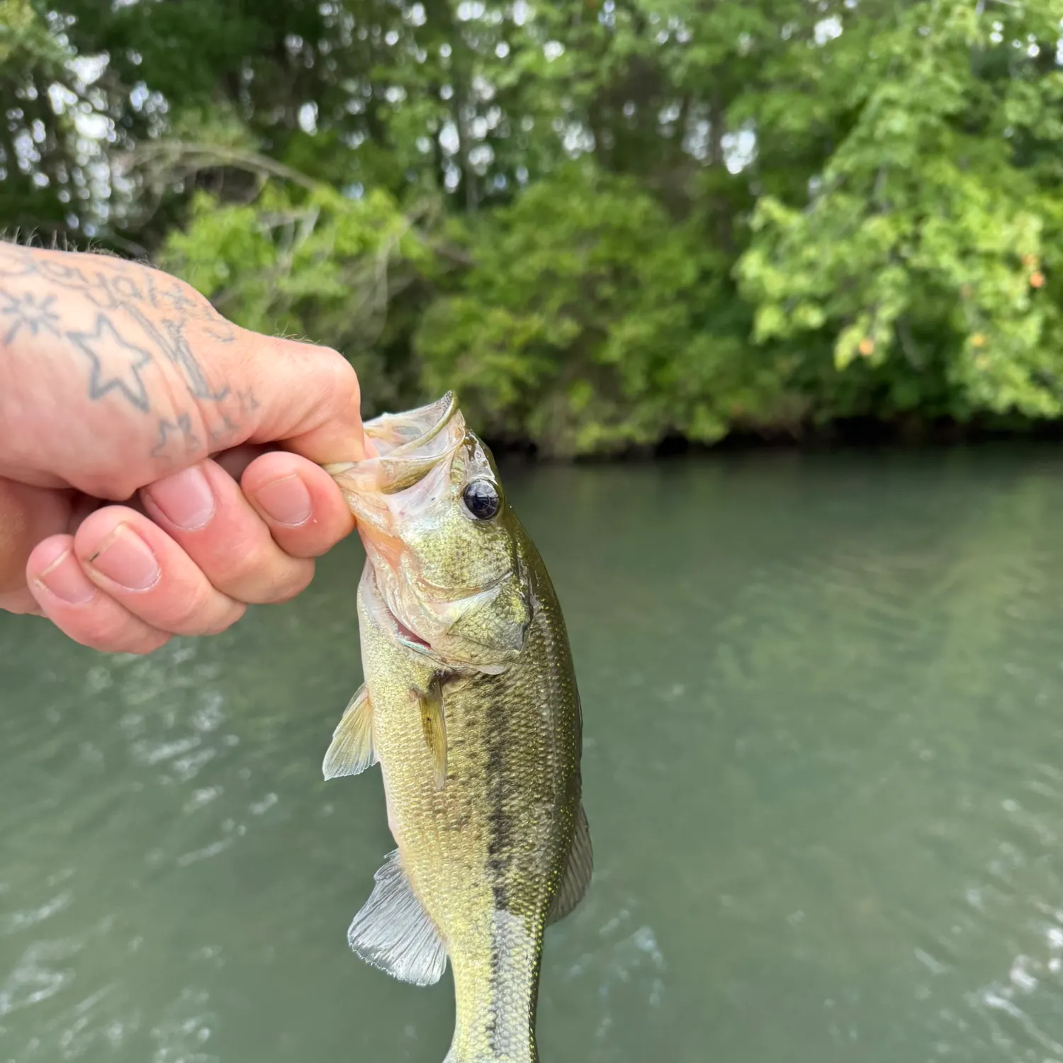 Largemouth bass caught on Fishbrain
