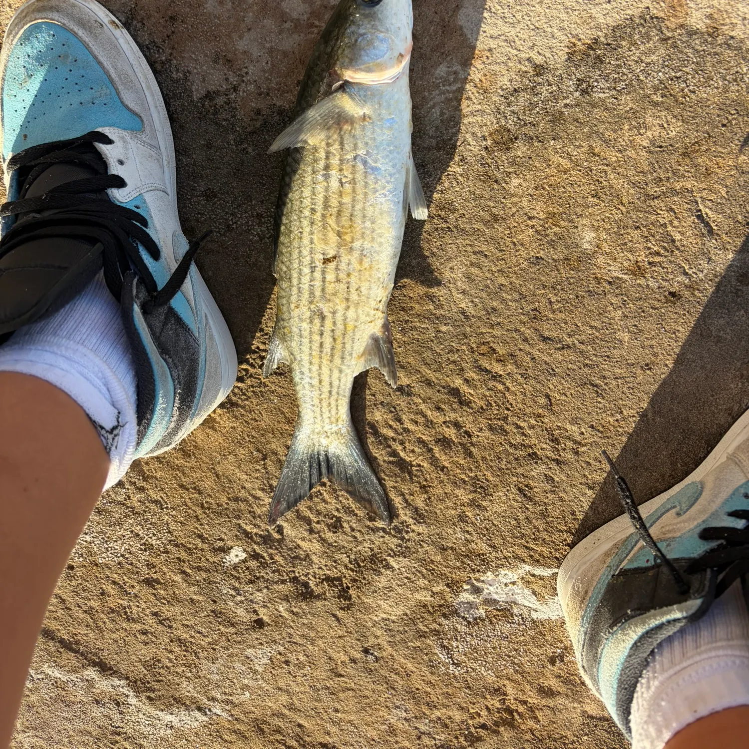 Striped mullet caught on Fishbrain