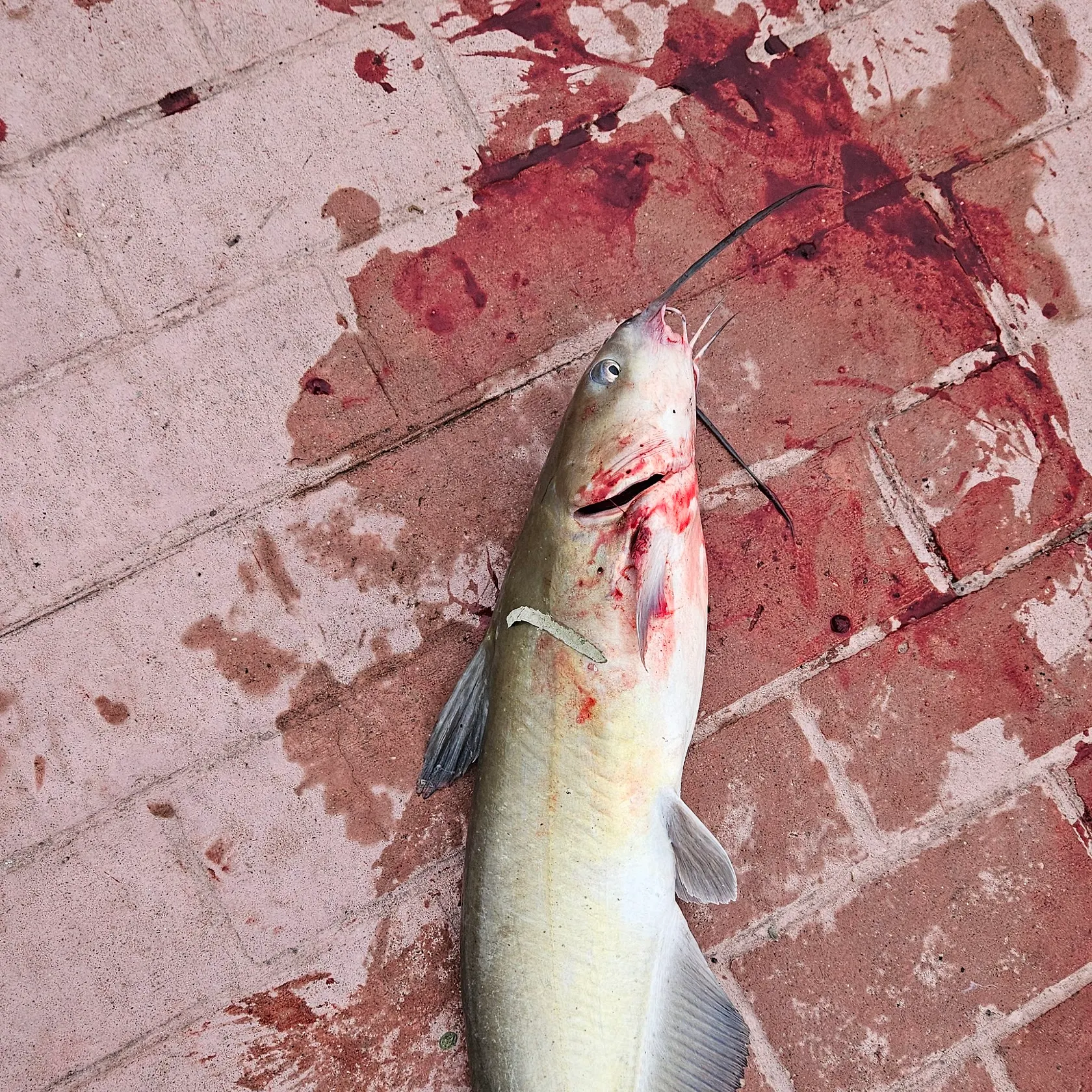 Channel catfish caught on Fishbrain