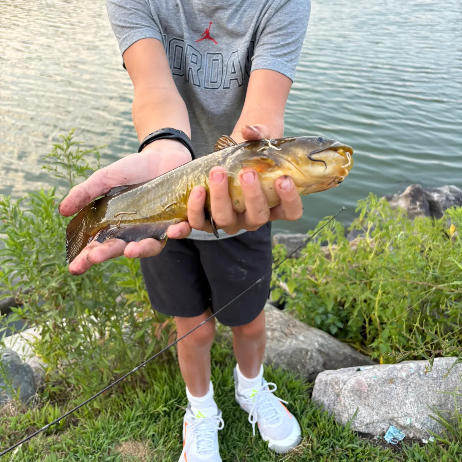 Yellow bullhead caught on Fishbrain