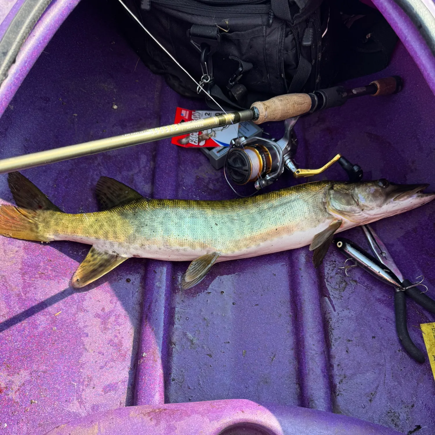 recently logged catches