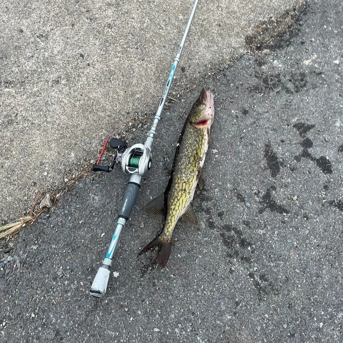 The most recent Chain pickerel catches on Fishbrain
