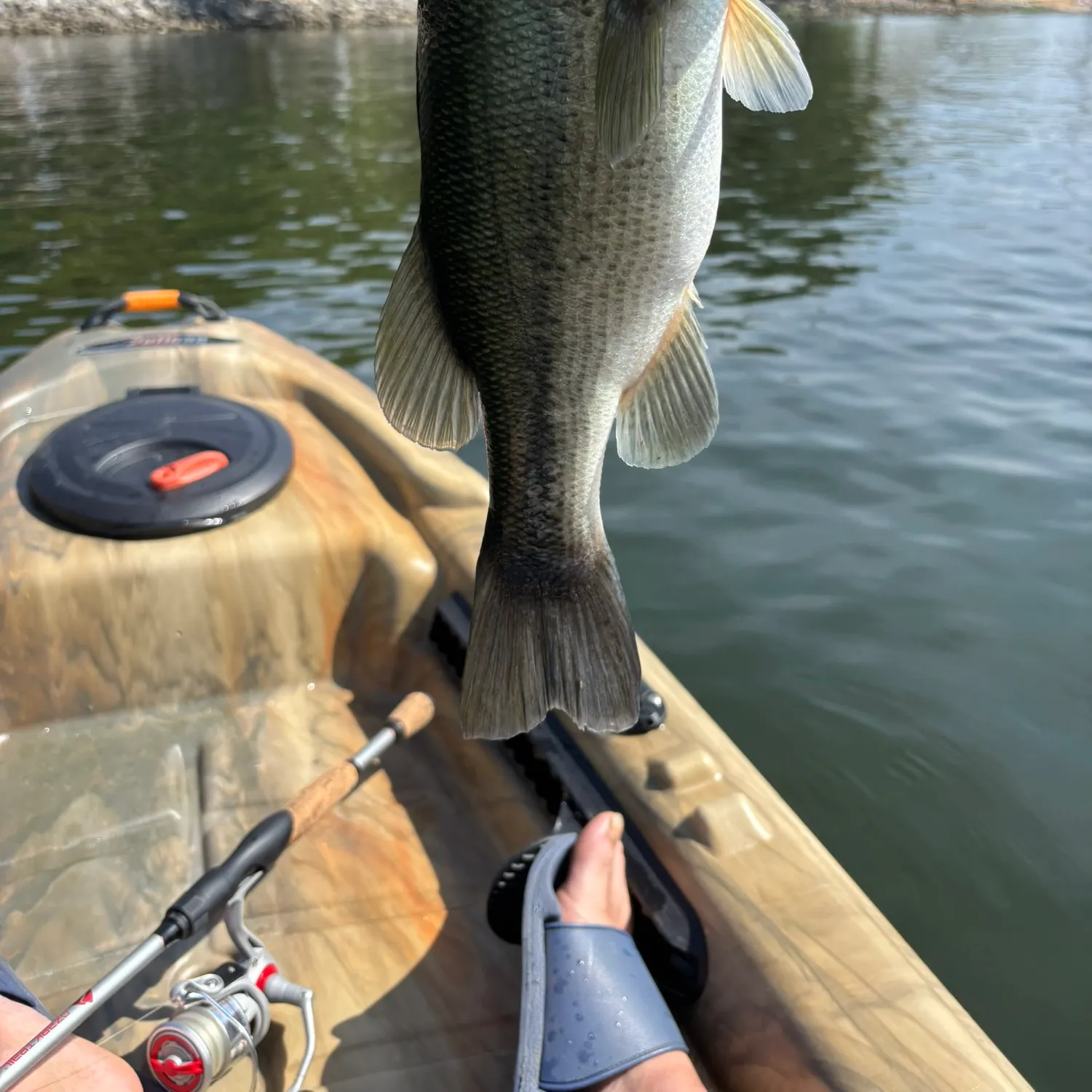 Spotted bass caught on Fishbrain