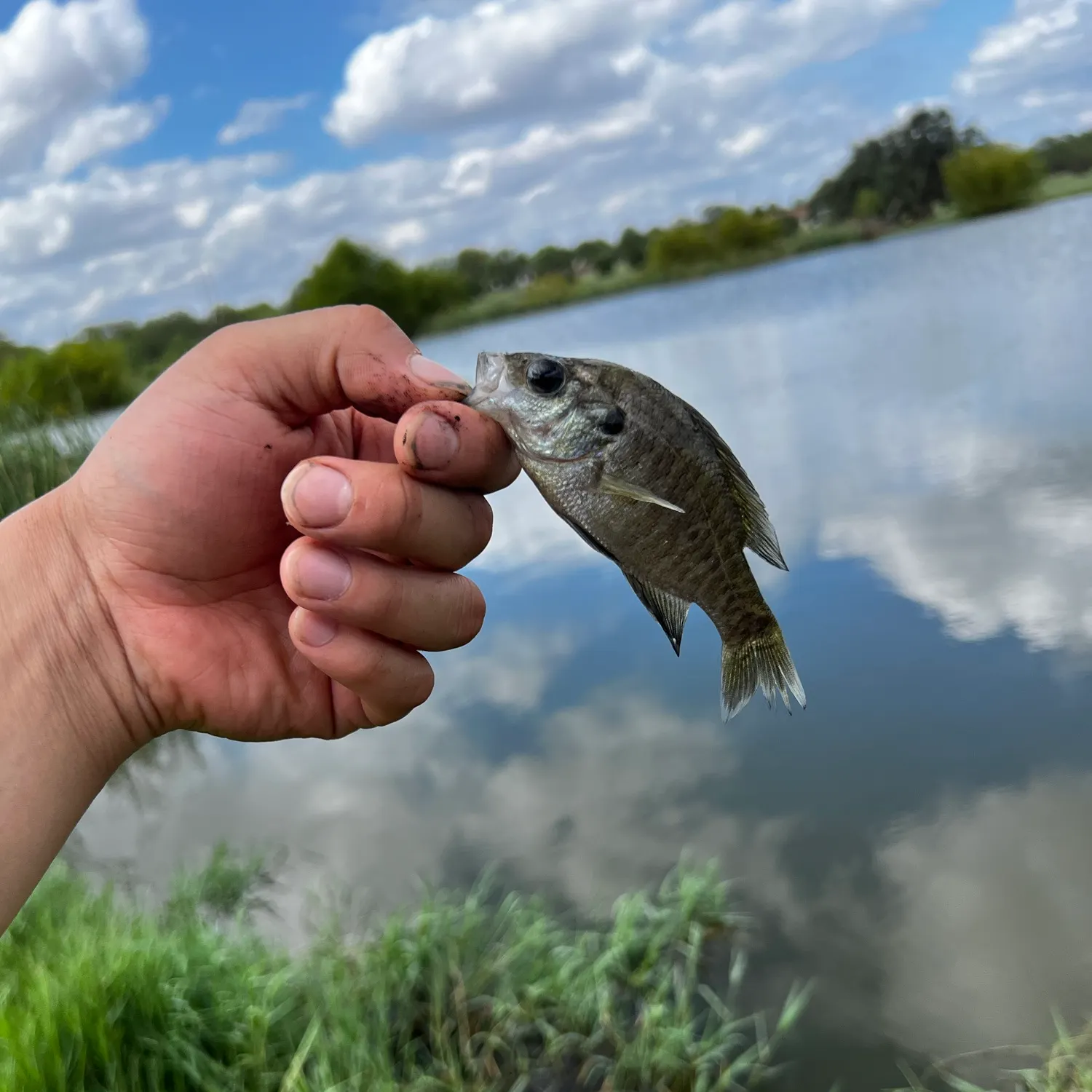 Bluegill caught on Fishbrain