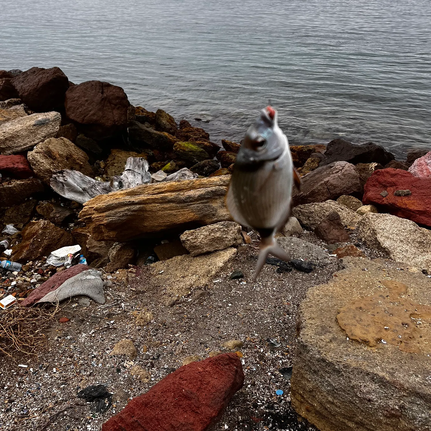 The most recent Zebra seabream catches on Fishbrain