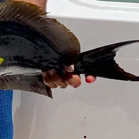 The most recent Blue tang surgeonfish catches on Fishbrain