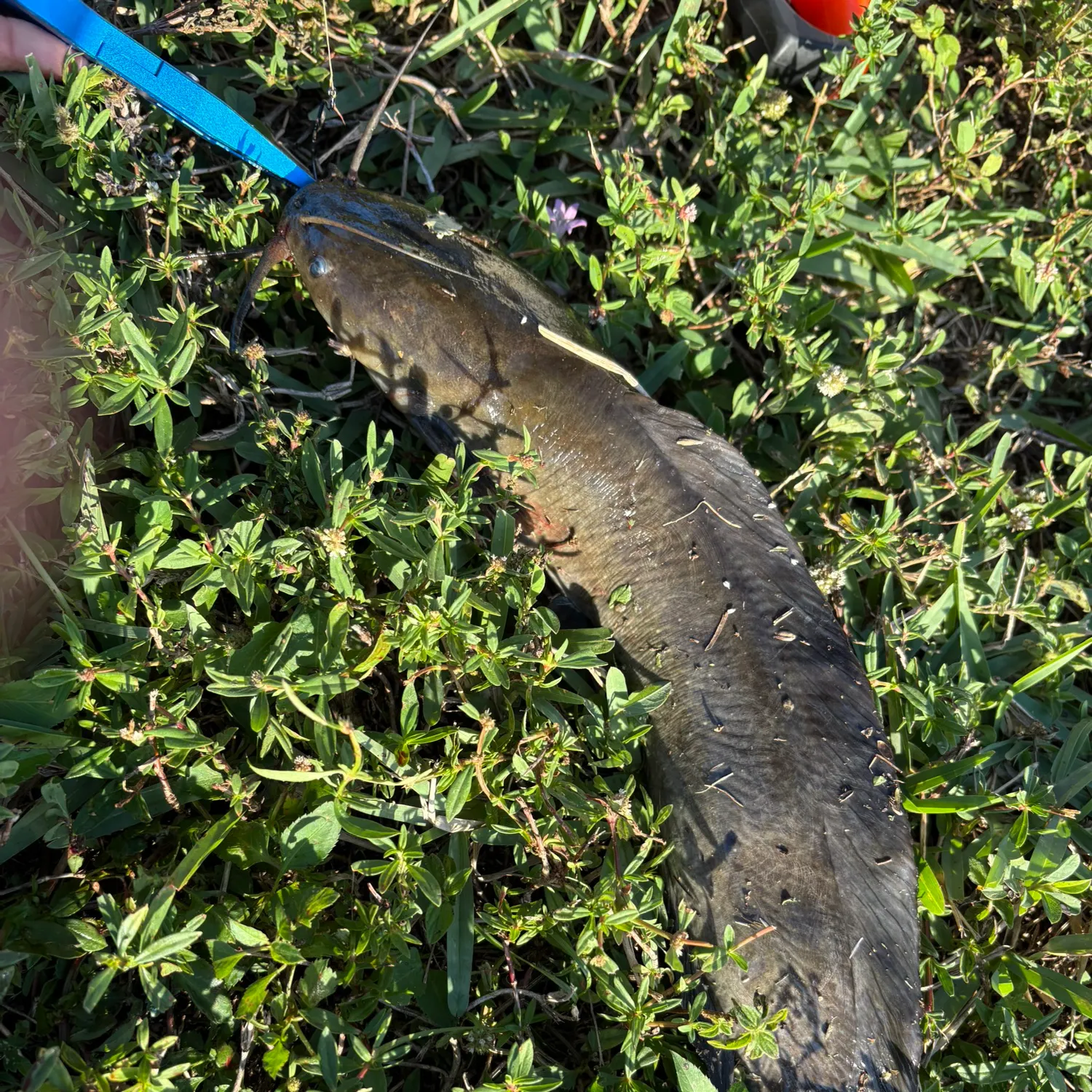 The most recent Walking catfish catches on Fishbrain