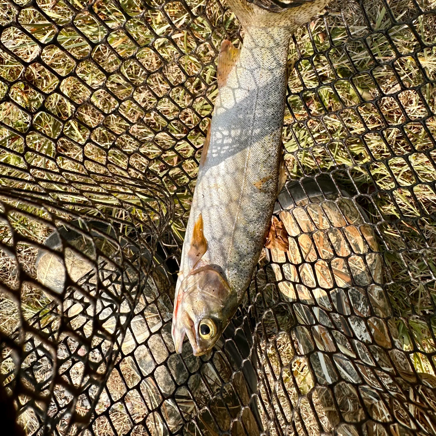 The most recent Westlope cutthroat trout catches on Fishbrain