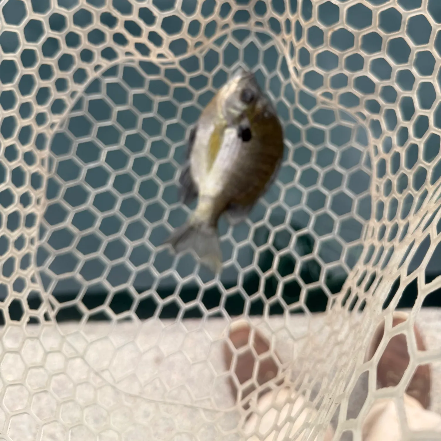 Bluegill caught on Fishbrain