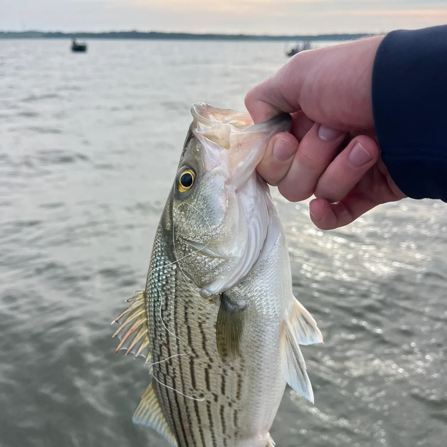 The most recent Wiper catches on Fishbrain