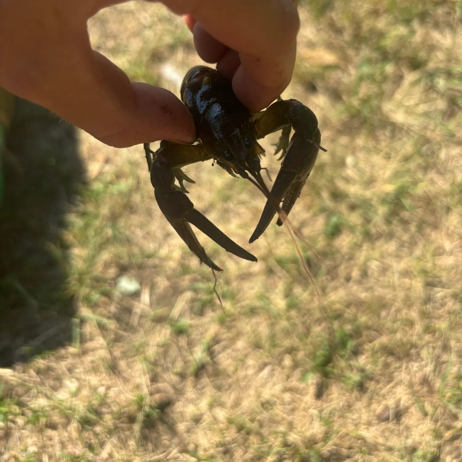 The most recent Signal crayfish catches on Fishbrain