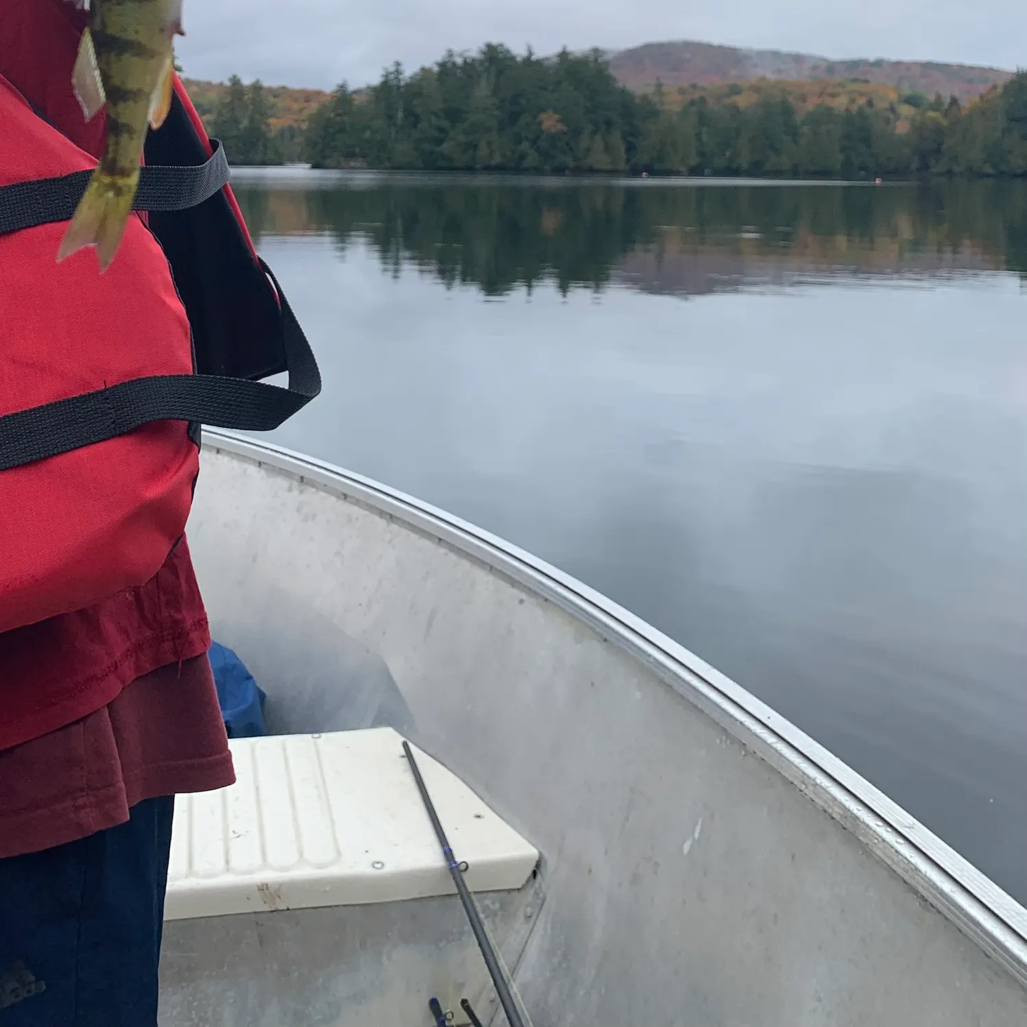 Yellow perch caught on Fishbrain
