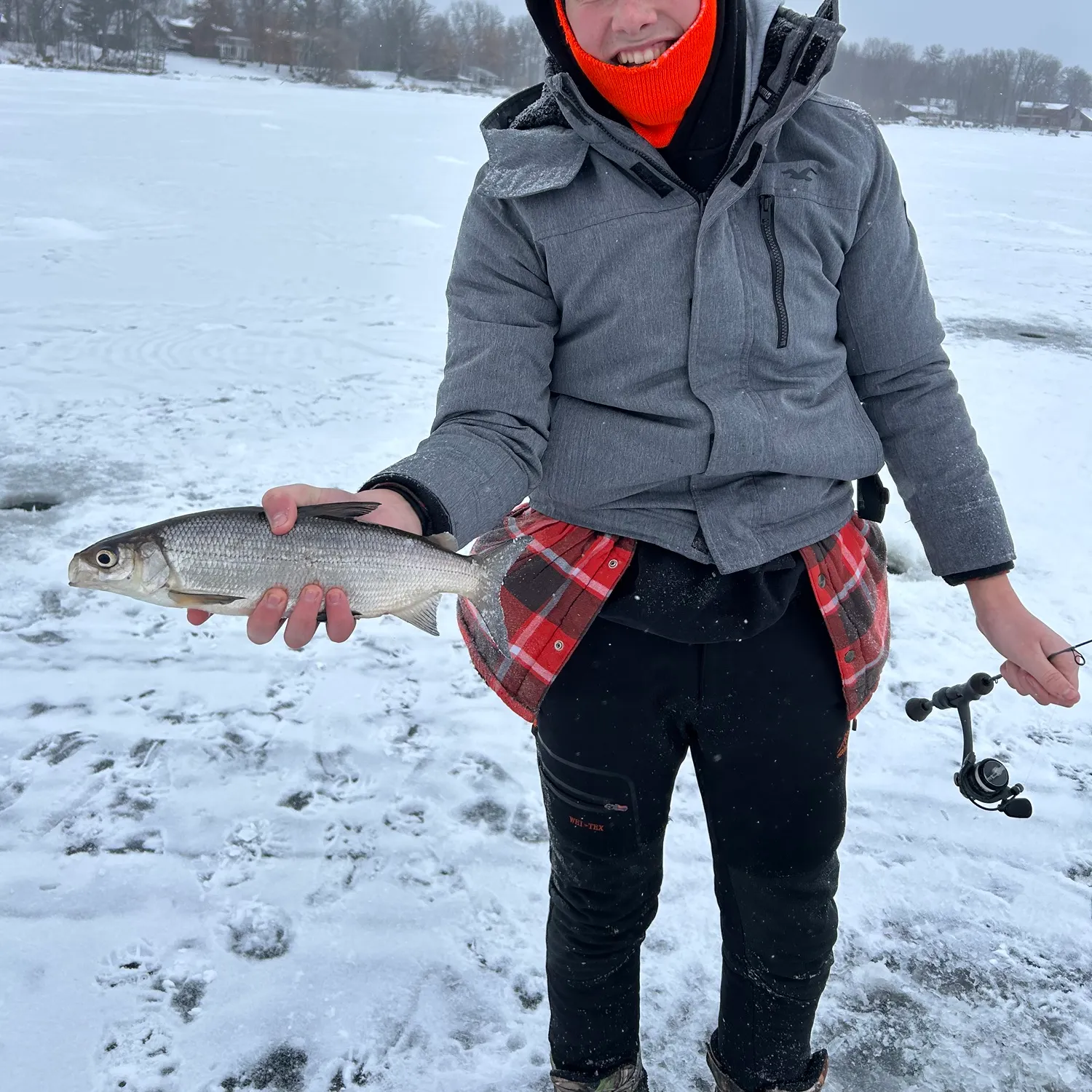 The most recent Lake whitefish catches on Fishbrain