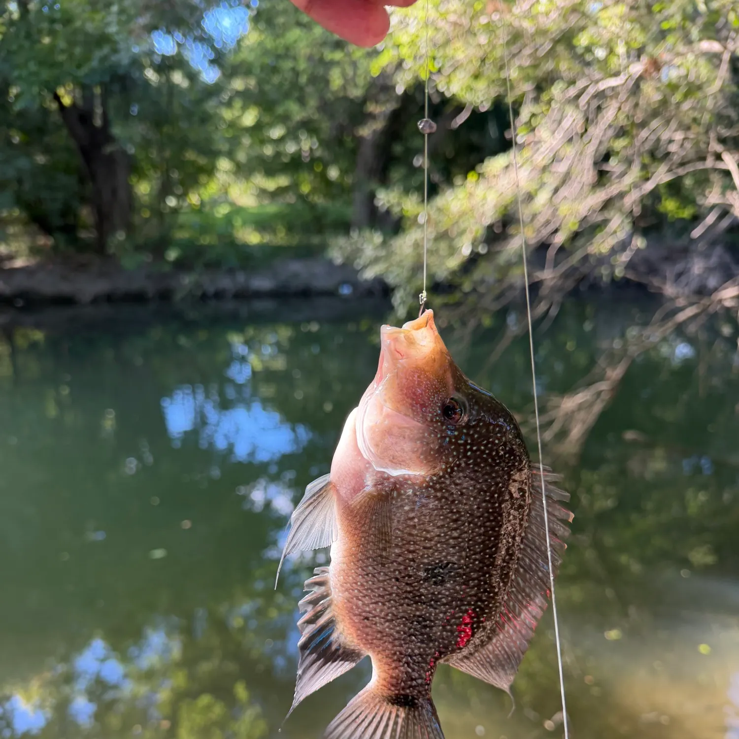 The most recent Rio Grande cichlid catches on Fishbrain