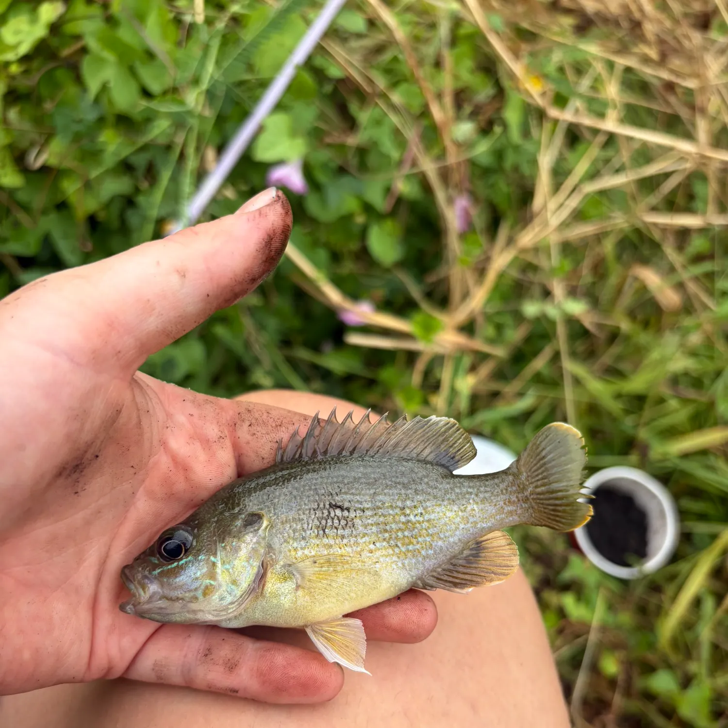 Green sunfish caught on Fishbrain