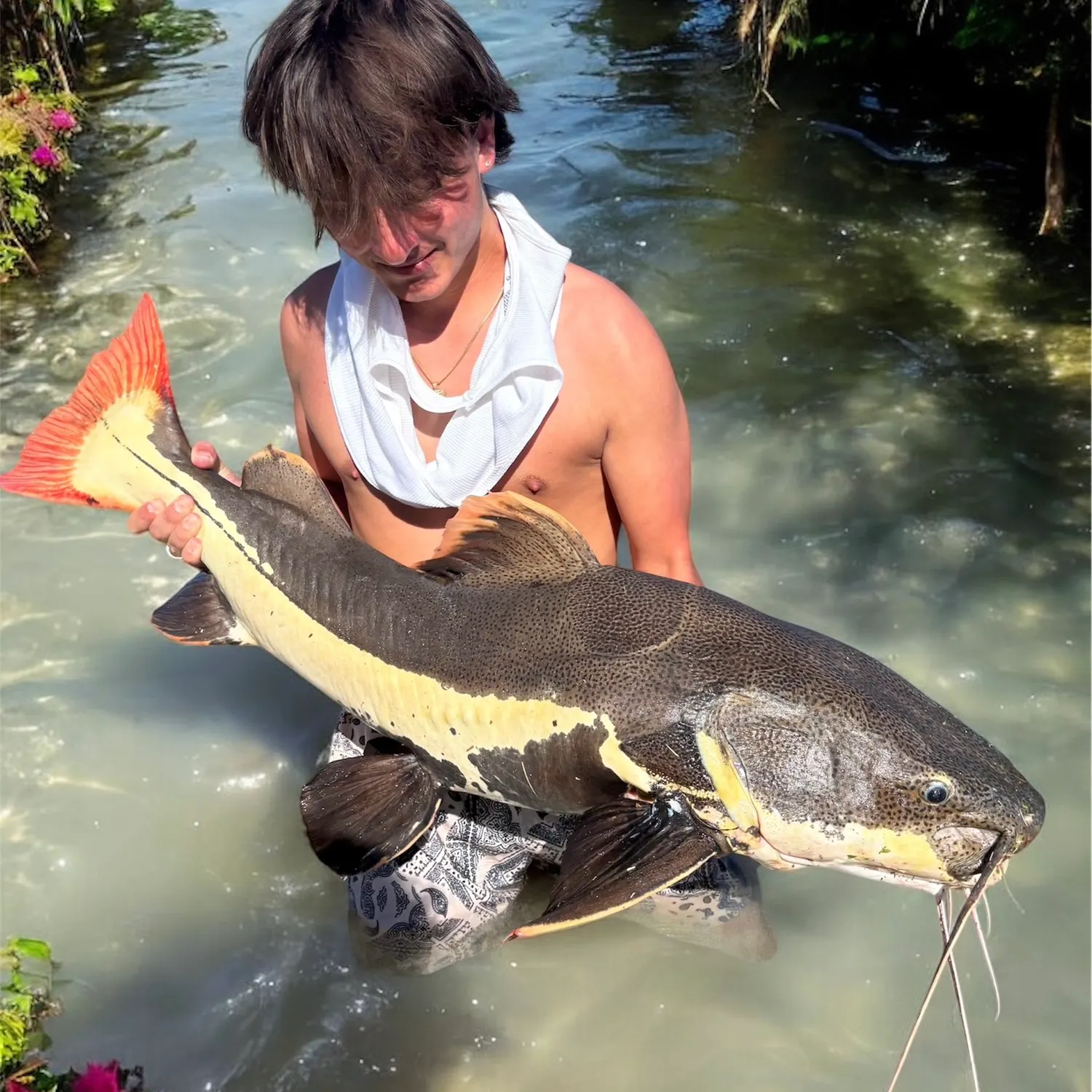 The most recent Redtail catfish catches on Fishbrain