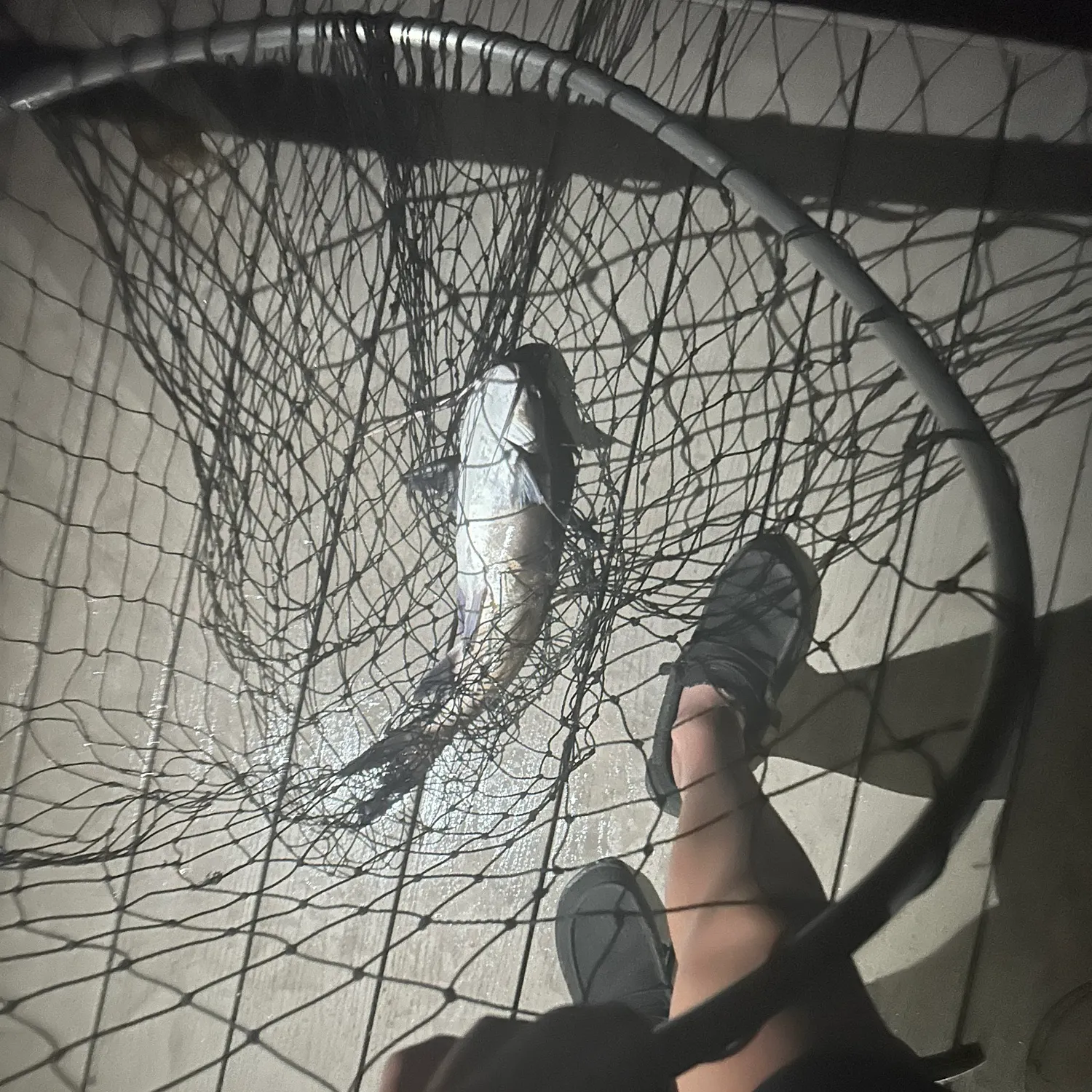 The most recent Gafftopsail sea catfish catches on Fishbrain
