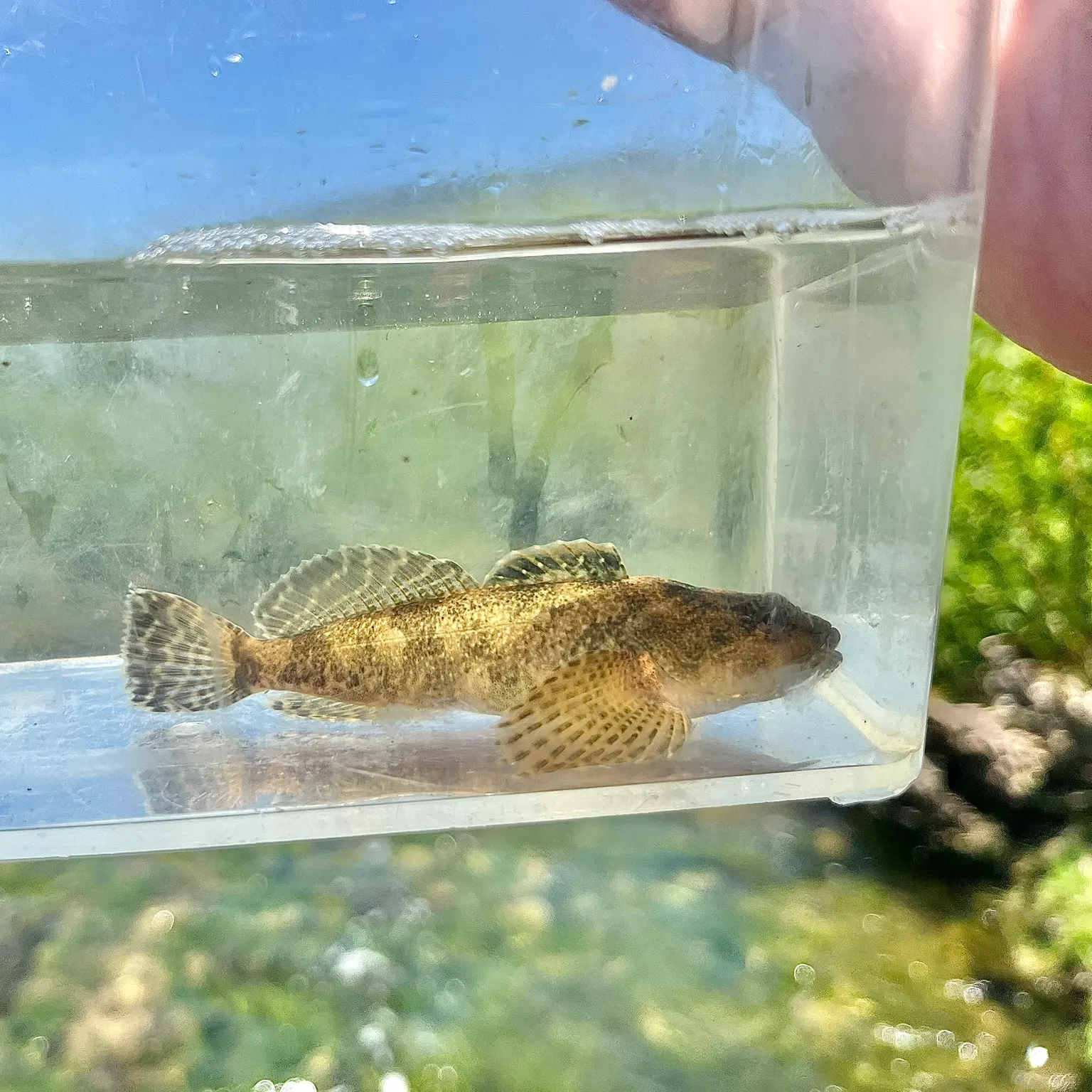 The most recent Bonneville sculpin catches on Fishbrain