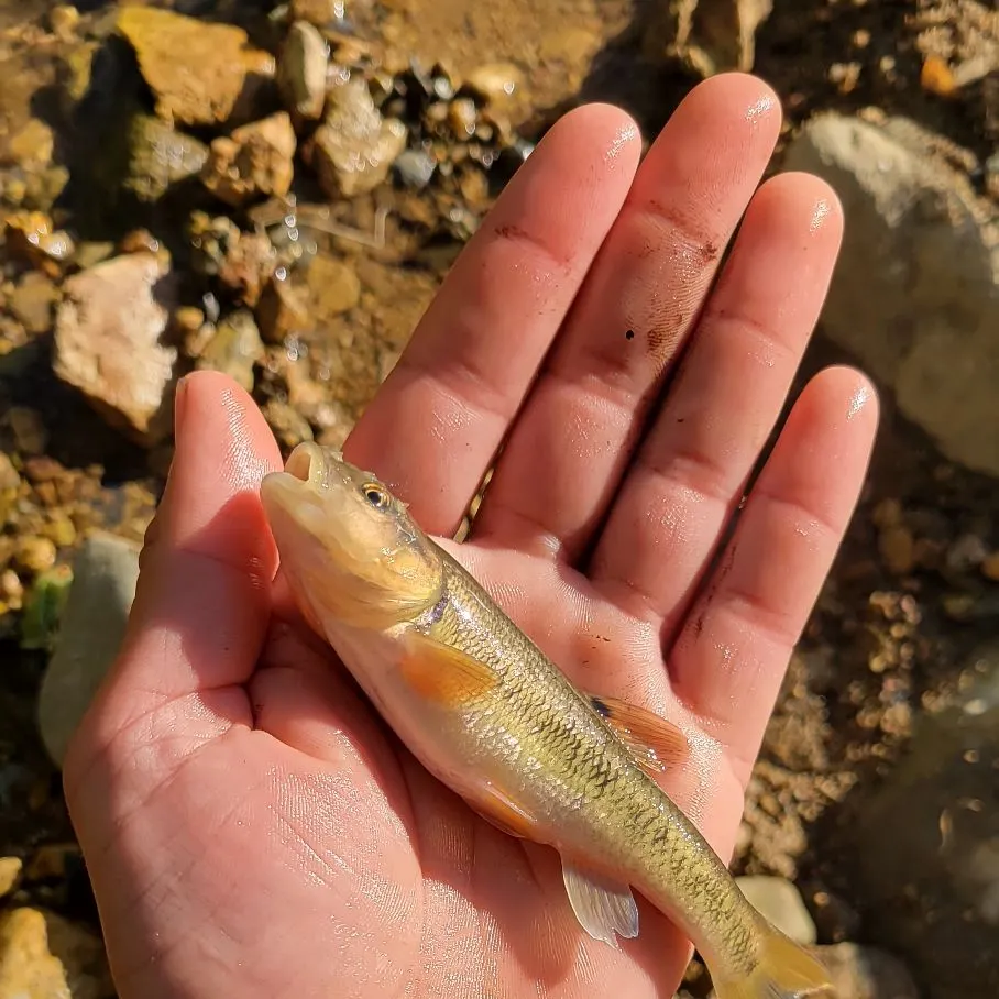 The most recent Hornyhead chub catches on Fishbrain