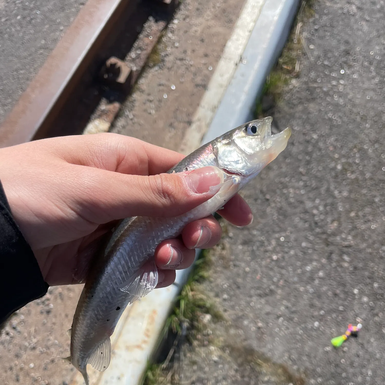 The most recent European smelt catches on Fishbrain
