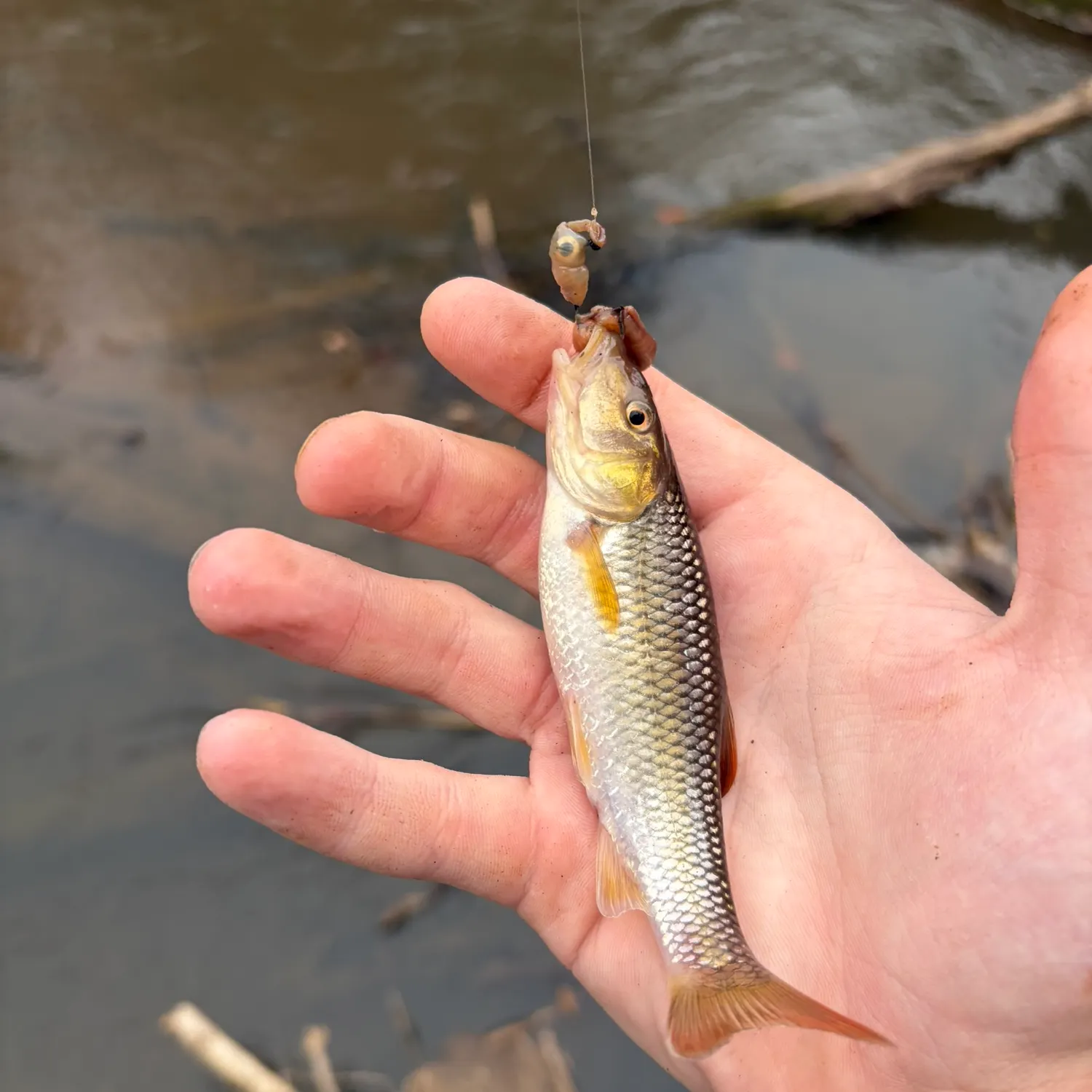 Creek chub caught on Fishbrain