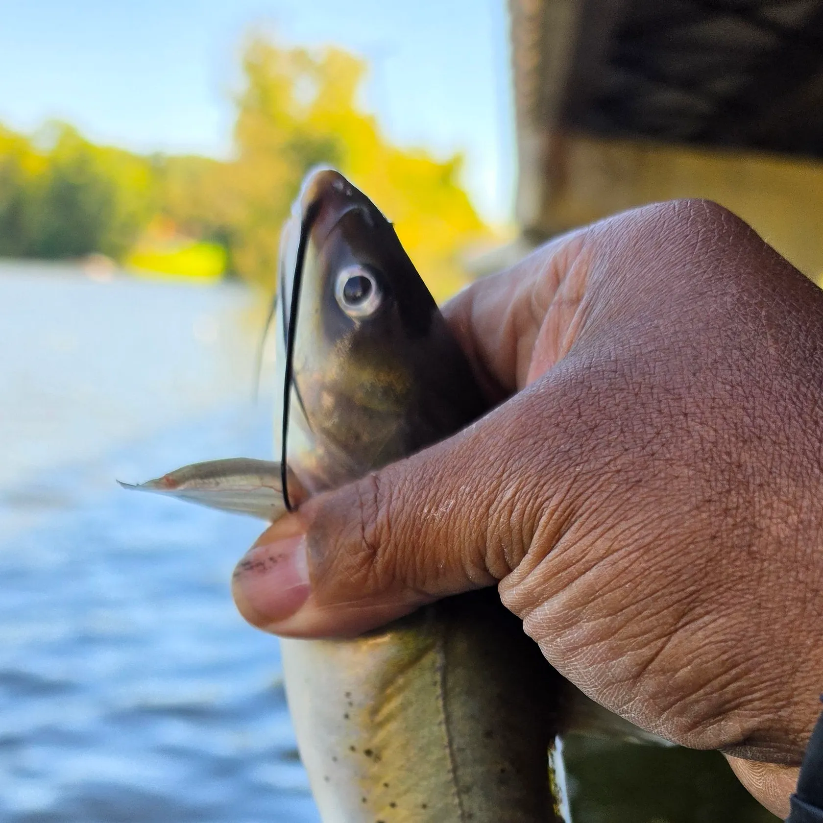 Channel catfish caught on Fishbrain