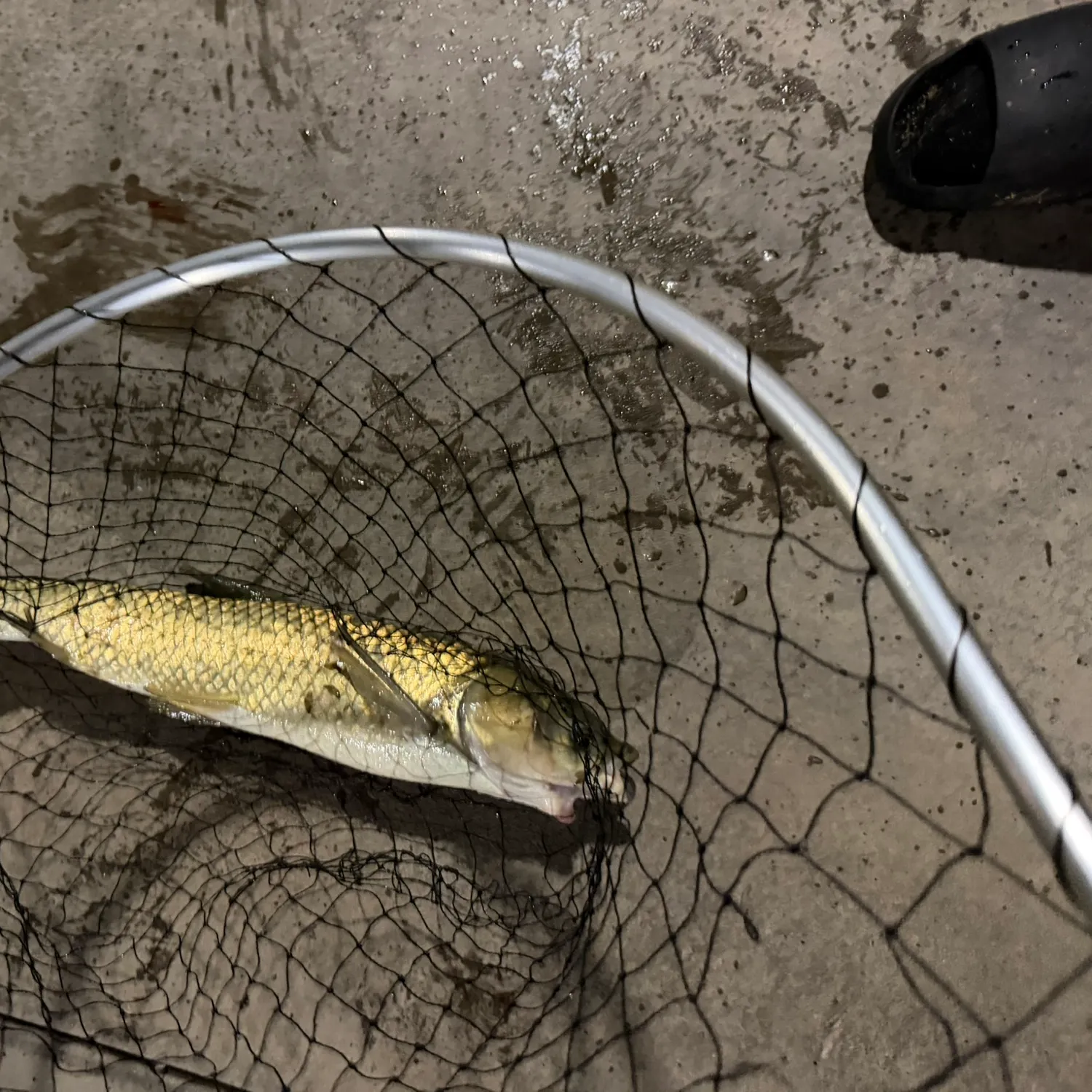 Grass carp caught on Fishbrain
