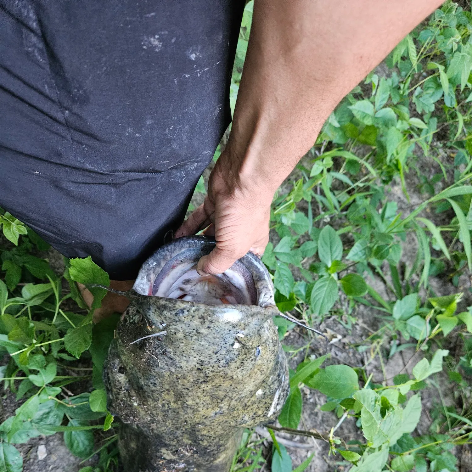 catch
