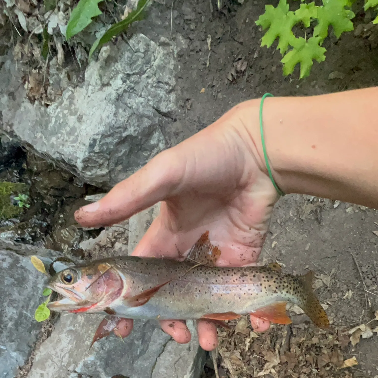 Bear River cutthroat trout caught on Fishbrain