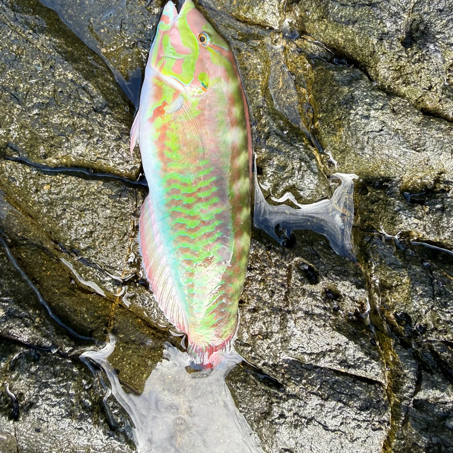 The most recent Slippery dick wrasse catches on Fishbrain