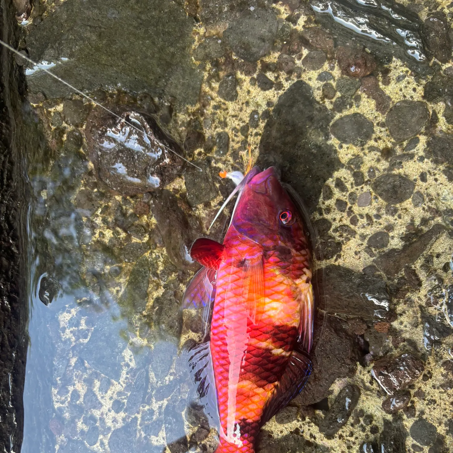 The most recent Manybar goatfish catches on Fishbrain
