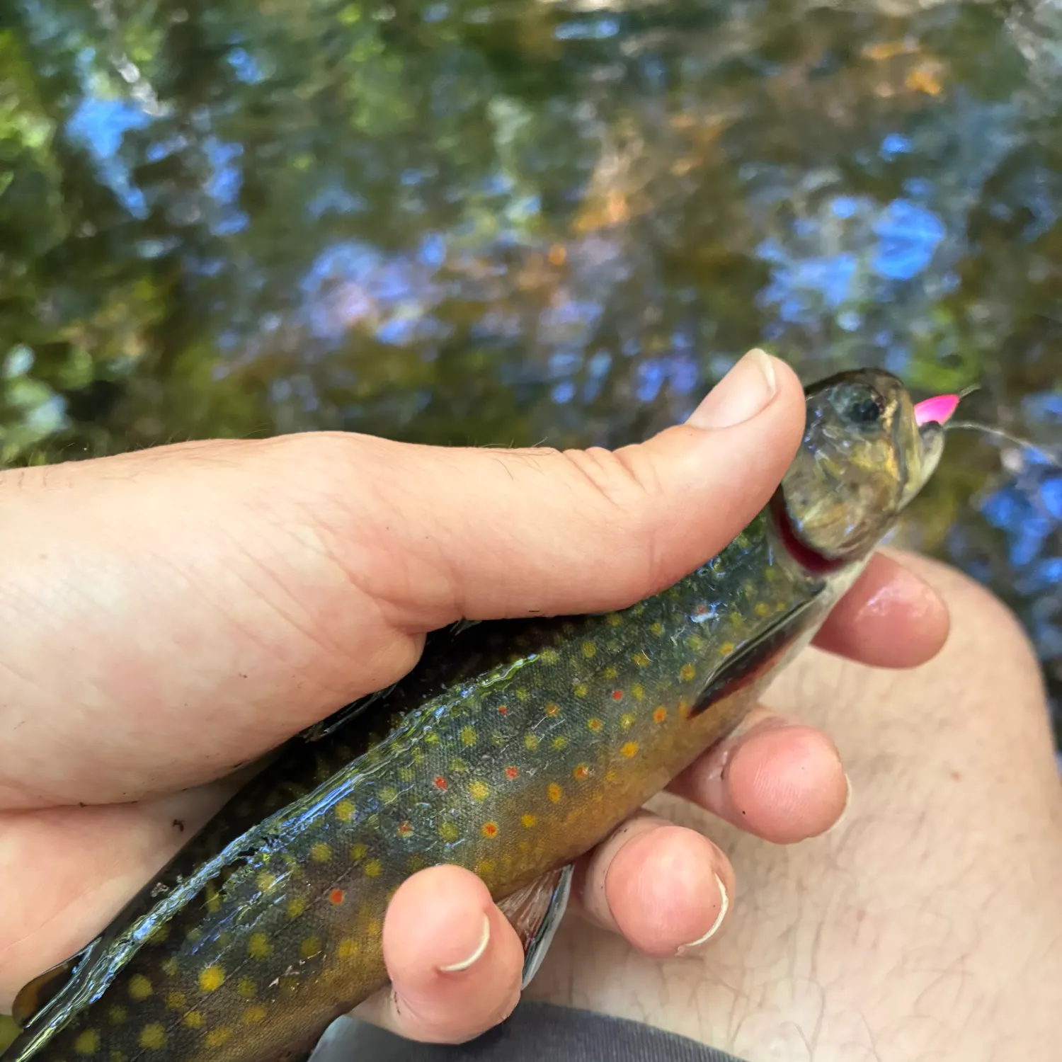 Brook trout caught on Fishbrain