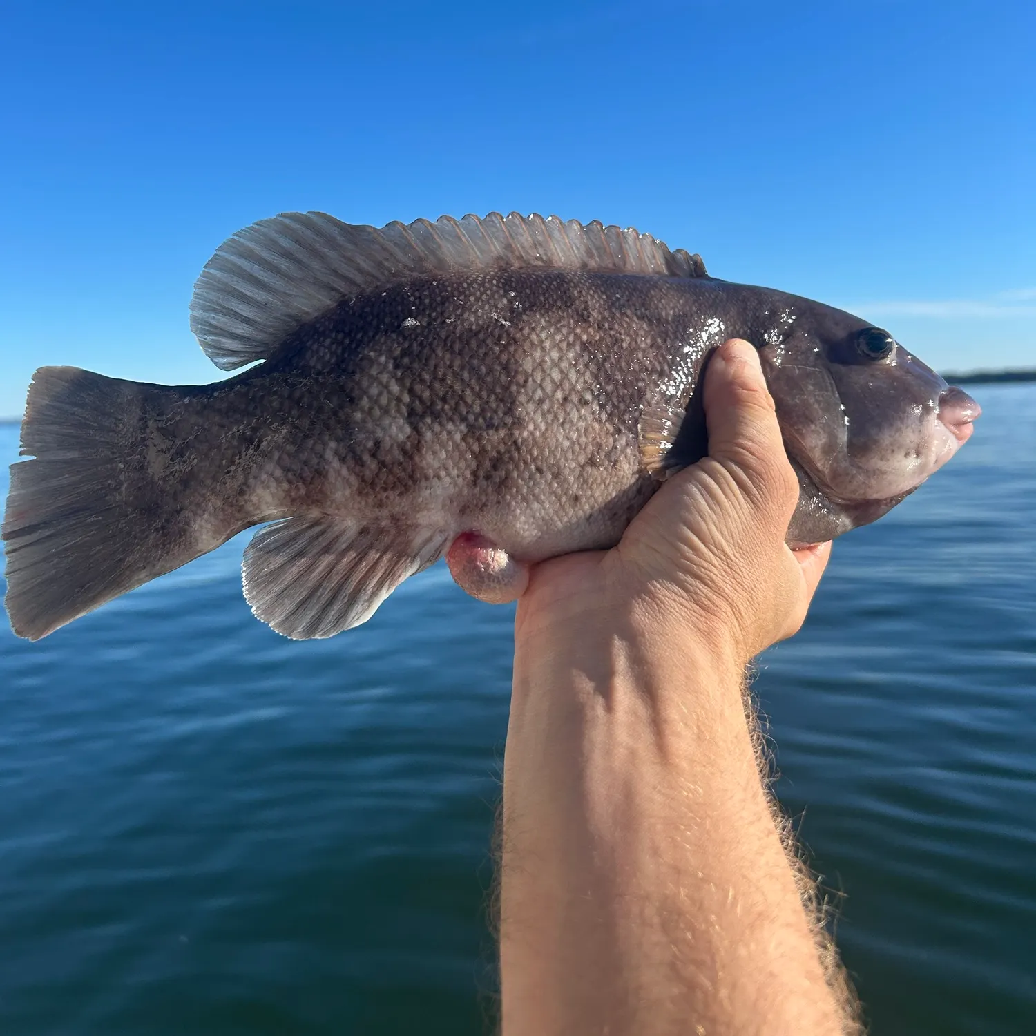 Tautog caught on Fishbrain