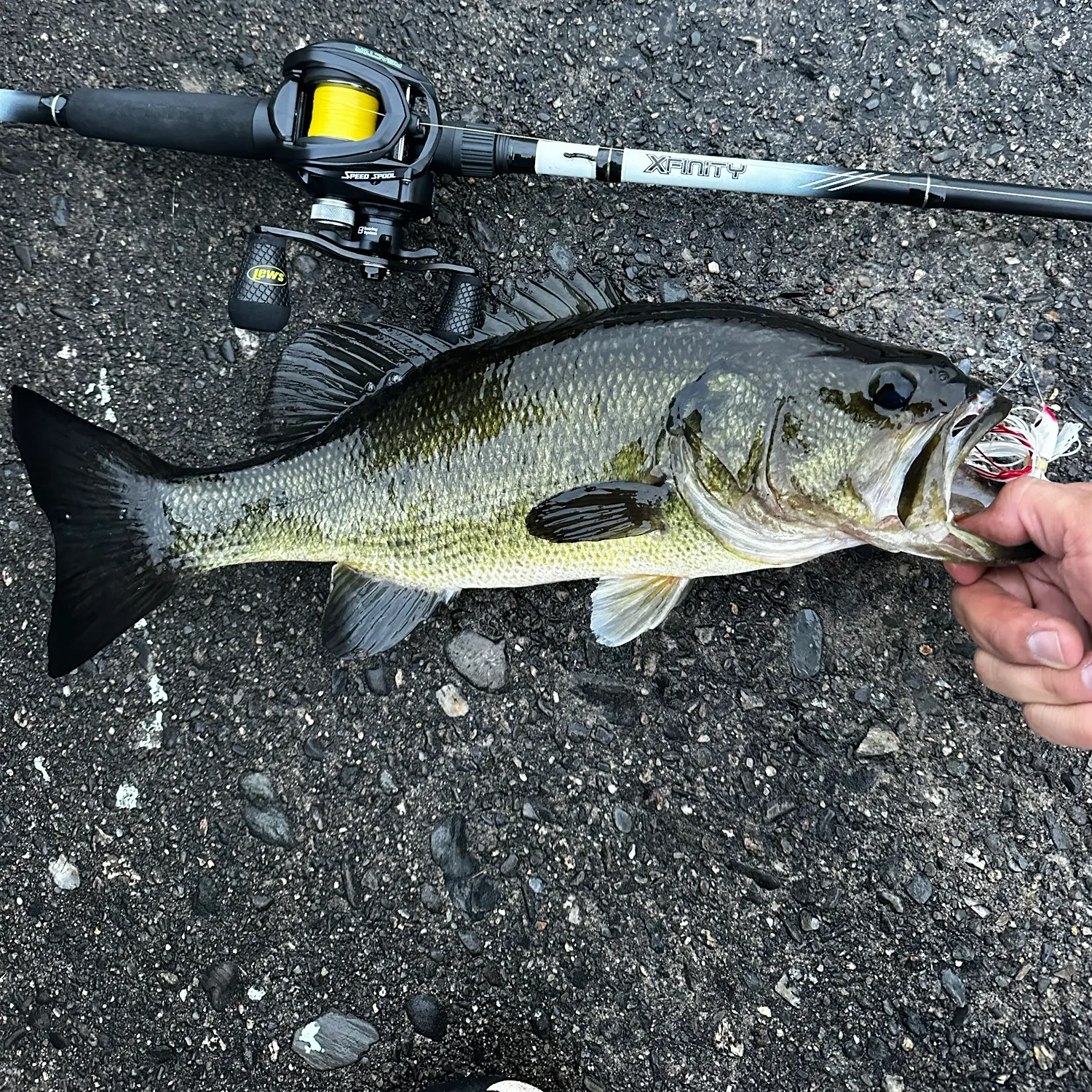 Largemouth bass caught on Fishbrain