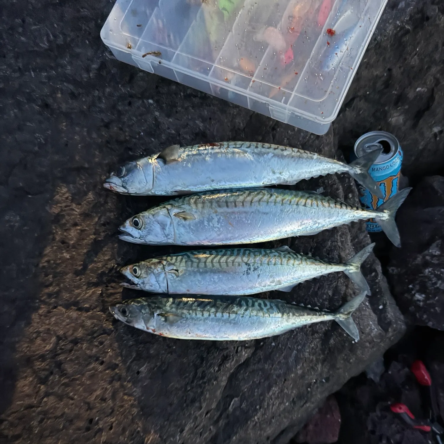 recently logged catches