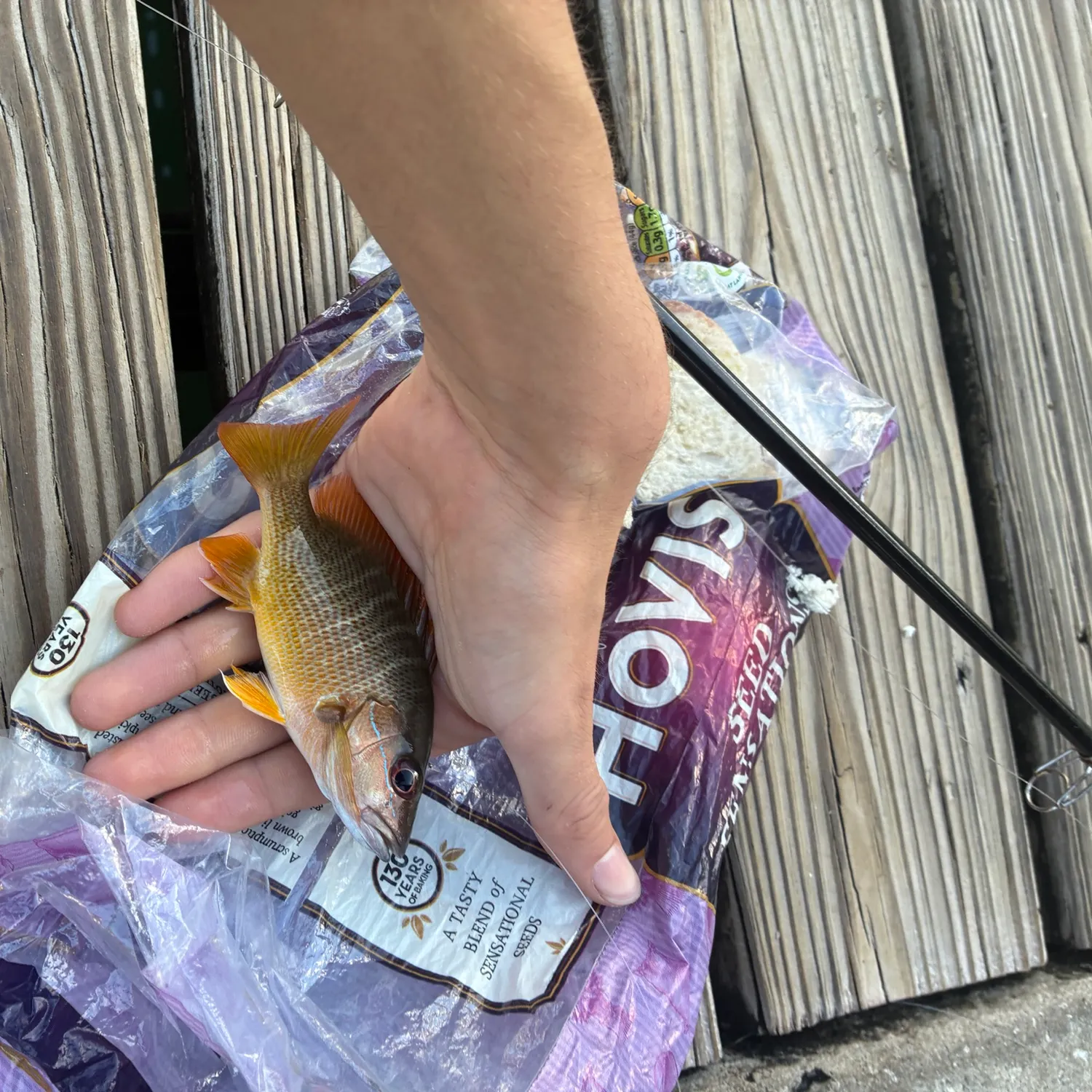 The most recent Spanish flag snapper catches on Fishbrain