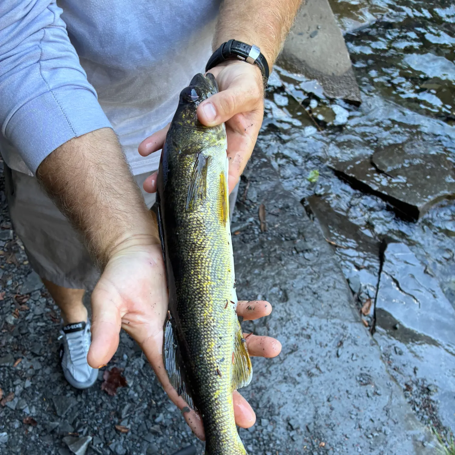 Walleye caught on Fishbrain