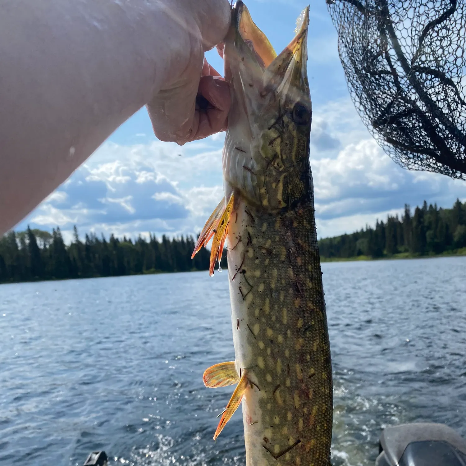 Northern pike caught on Fishbrain
