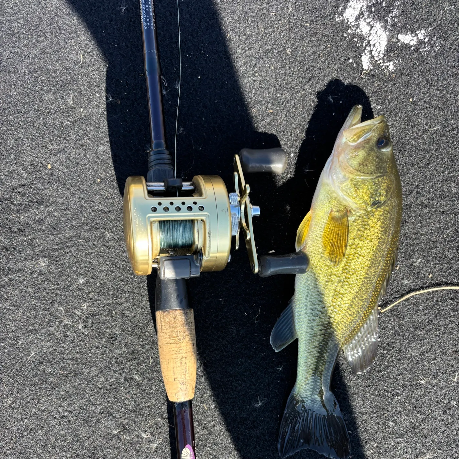 Largemouth bass caught on Fishbrain