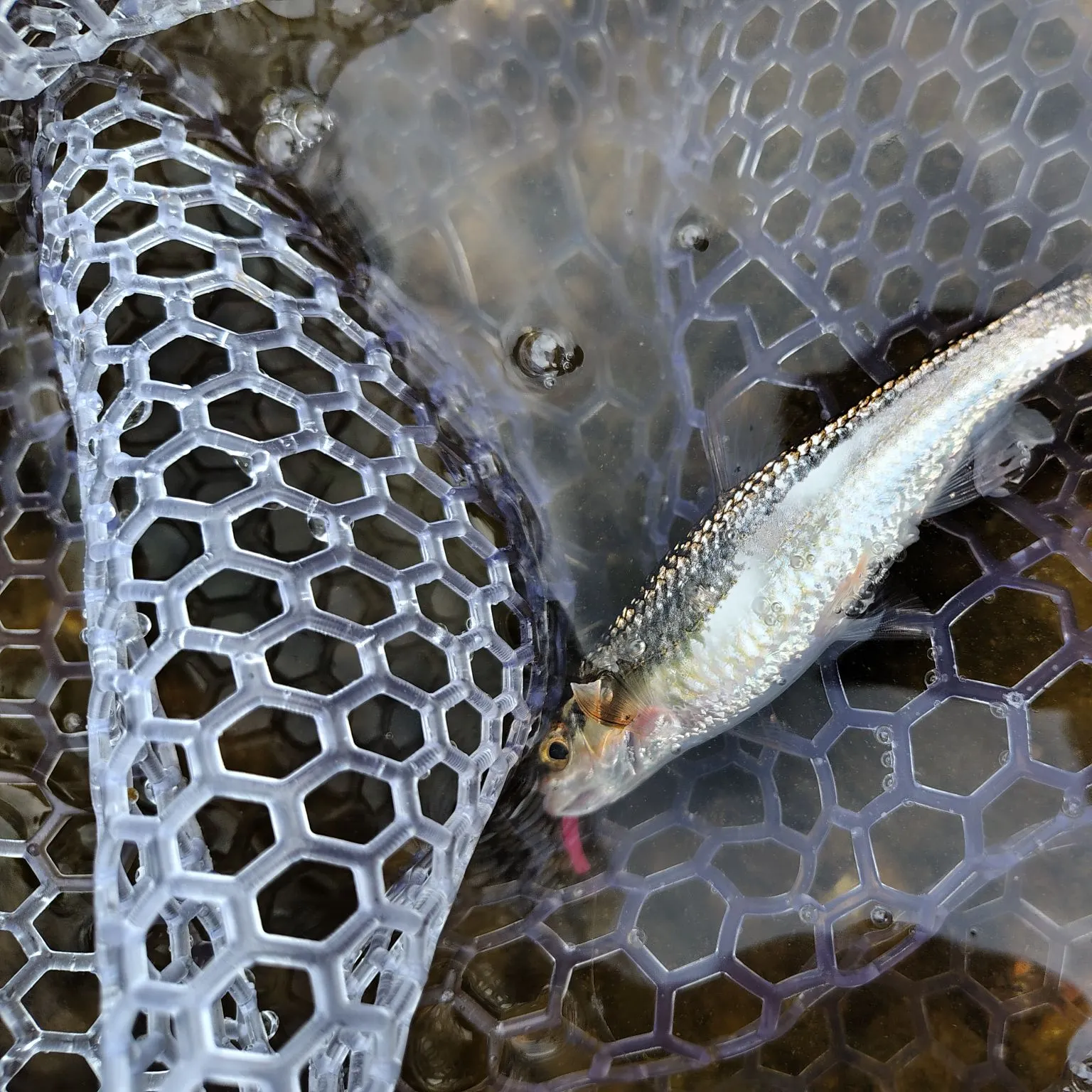 The most recent Spottail shiner catches on Fishbrain