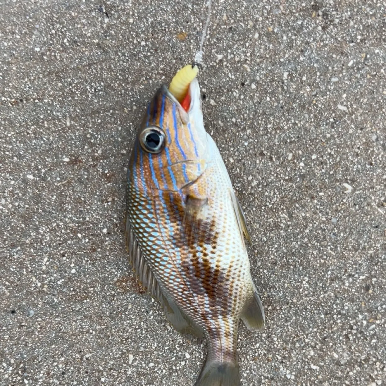 The most recent White grunt catches on Fishbrain