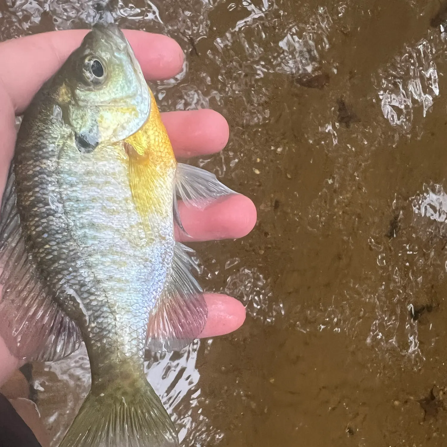 Bluegill caught on Fishbrain