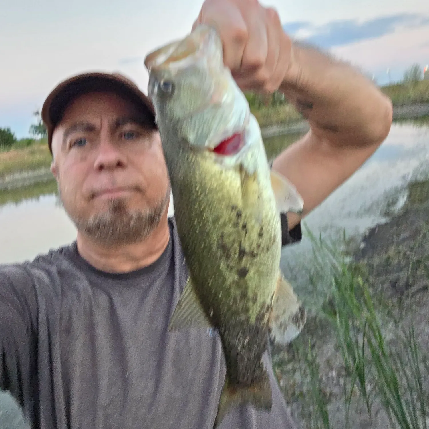 Largemouth bass caught on Fishbrain