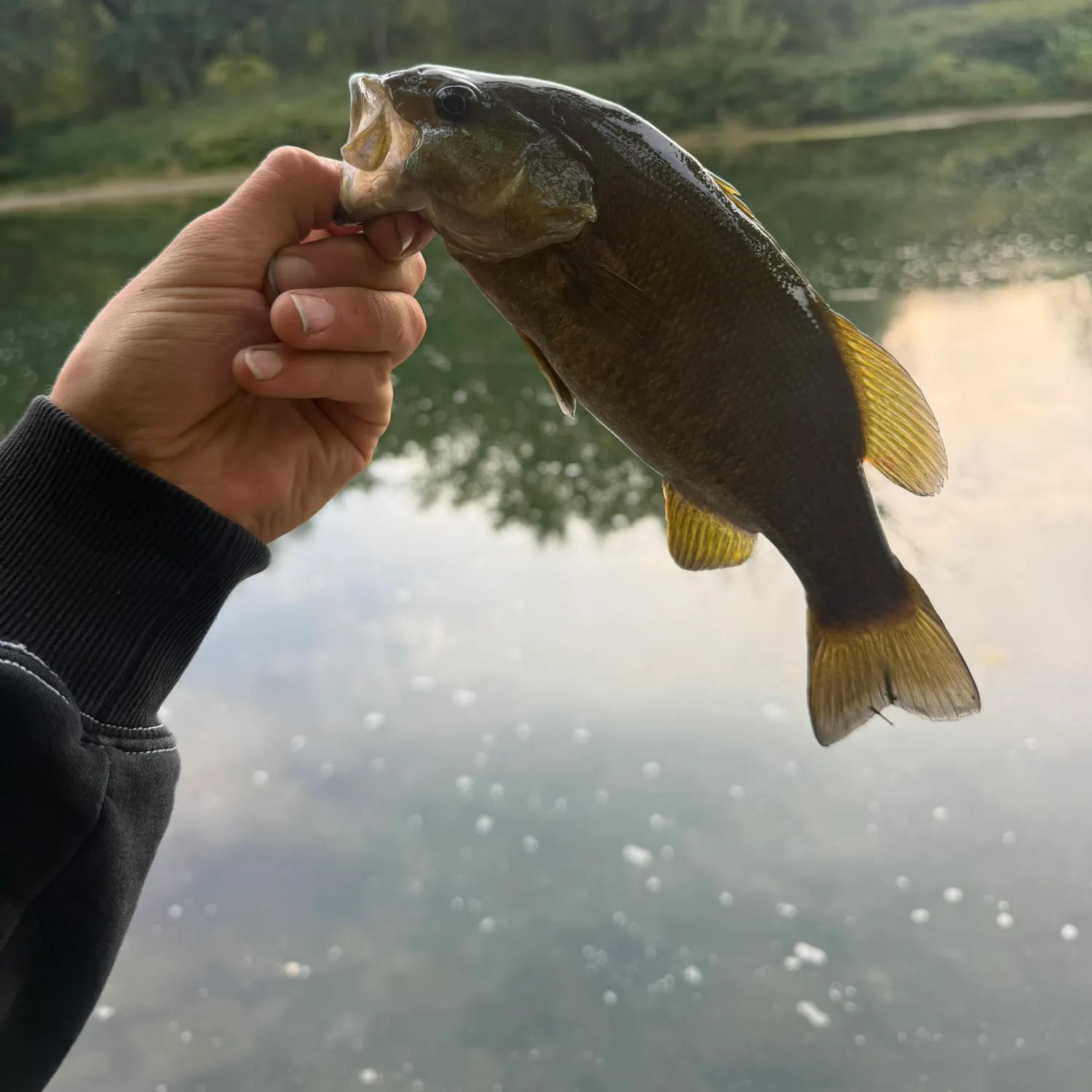 Smallmouth bass caught on Fishbrain