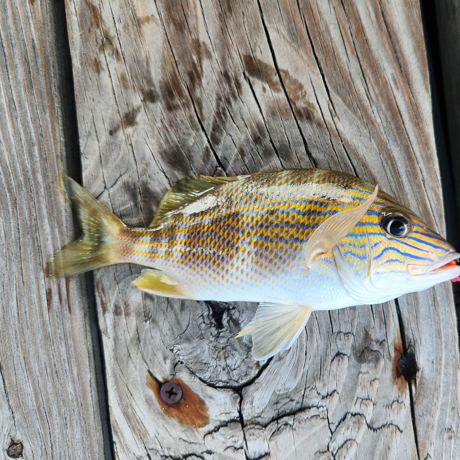 The most recent White grunt catches on Fishbrain