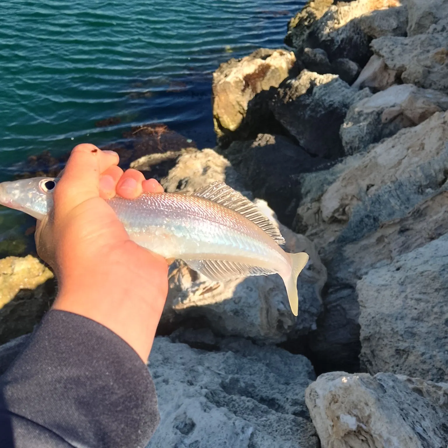 Sand sillago caught on Fishbrain