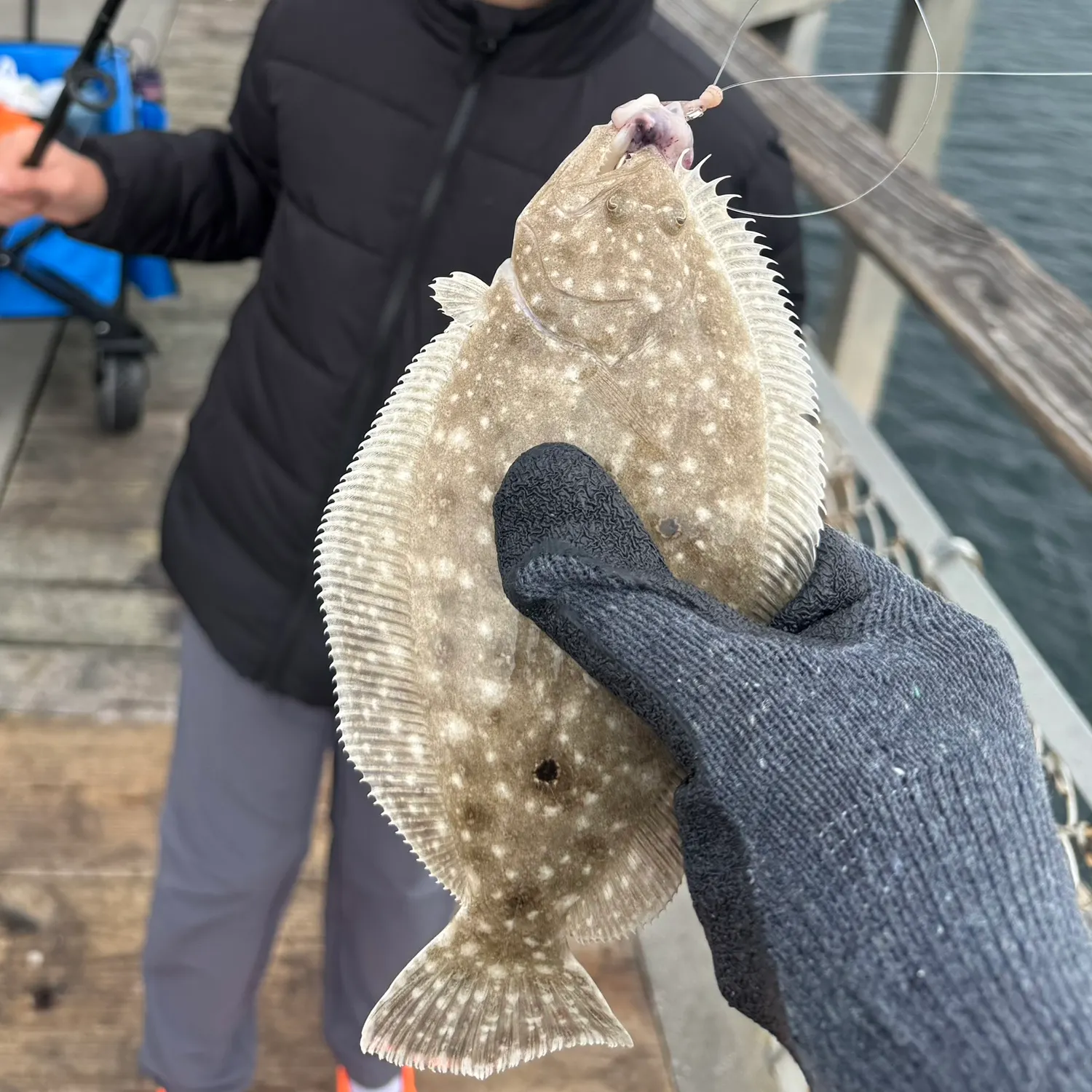 Gulf flounder caught on Fishbrain